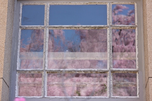3544-13.4.5横　窓に映る青空と枝垂れ桜.jpg